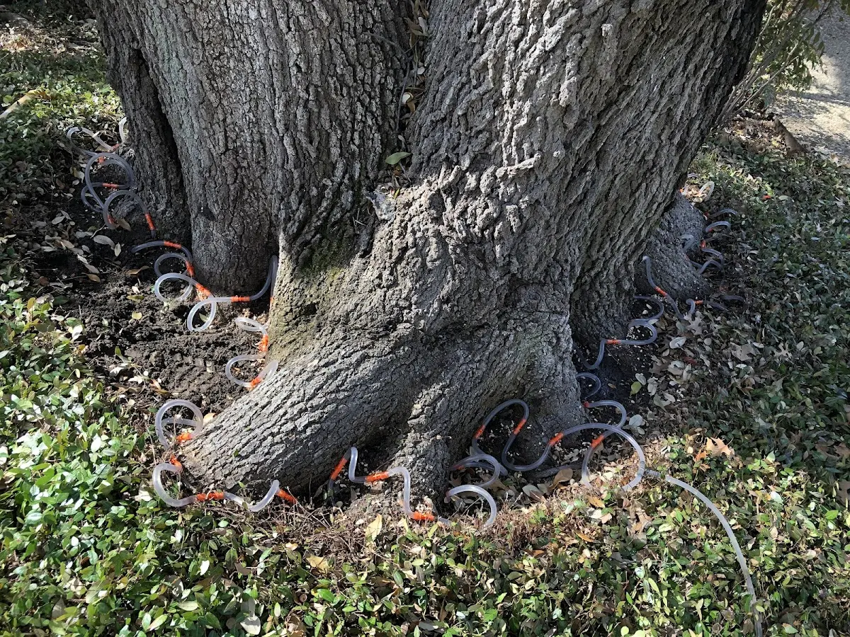 Detailed Tree Cabling and Bracing job site in Cecilia