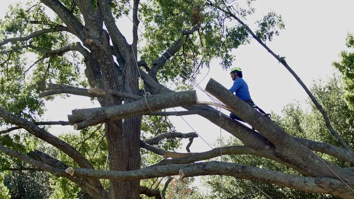 Professional Hazardous Tree Removal performed by certified arborists in Cecilia